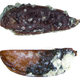 Illustration for article titled Ancient Bug Discovered in the Heart of Antarctica
